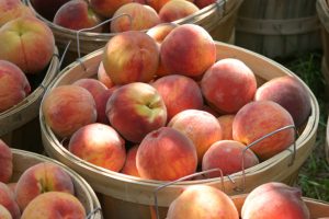 peaches at King Orchards