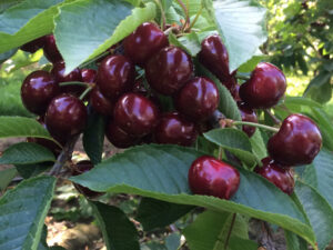 u-pick sweet cherries