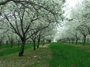 montmorency tart cherry trees in bloom in Northern Michigan near Traverse City