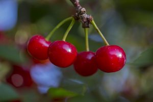 Montmorency Tart Cherry Juice Concentrate 5 Gallon Pail King Orchards montmorency-tart-cherry-juice-concentrate-5-gallon-pail-king-orchards