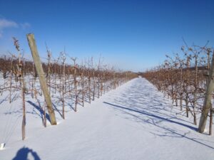 King Orchards U-Pick Honeycrisp trees don’t mined the cold and snow