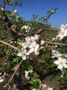 apple blossoms