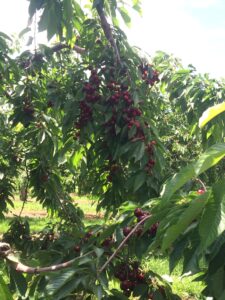 pick your own sweet cherries