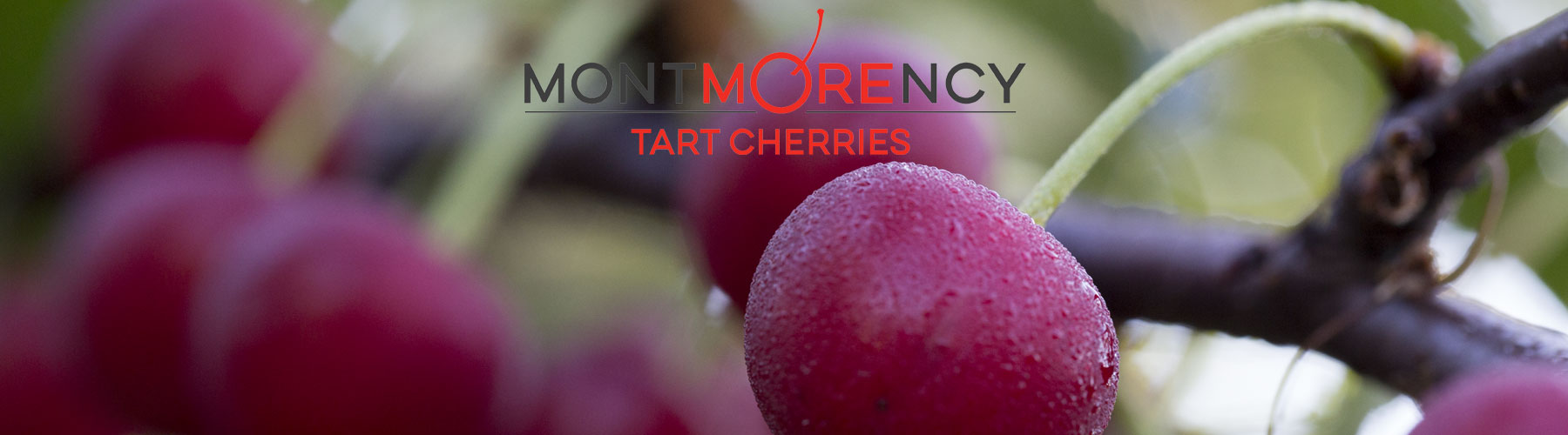 montmorency cherries