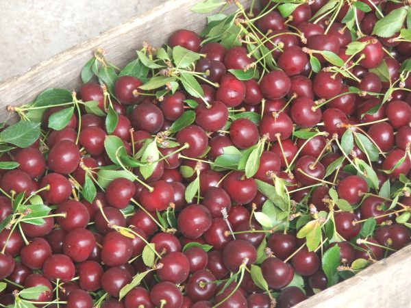 Balaton Tart Cherry Juice Concentrate- 5 Gallon Pail