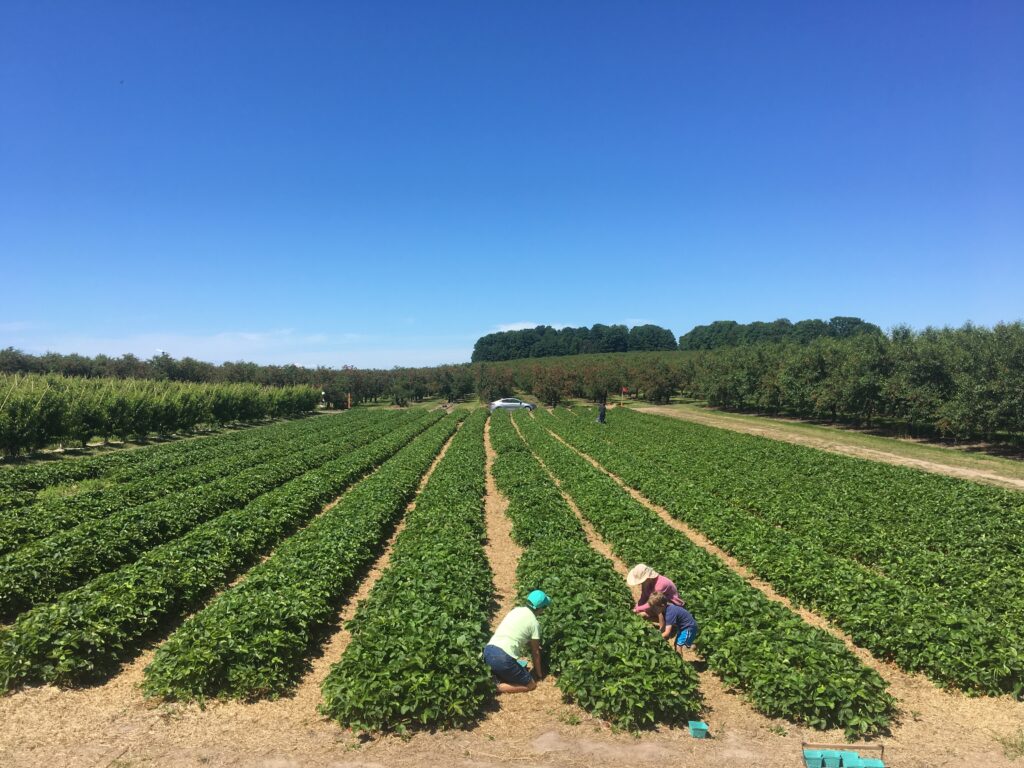 pick your own strawberries at King Orchards in Northern Michigan
