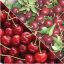 King Orchards Tart Cherry Products Buy Cherries Online king-orchards-tart-cherry-products-buy-cherries-online