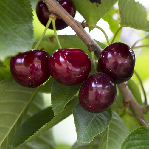 Which one do you see yourself wearing more? Cherry or Black Cherry?