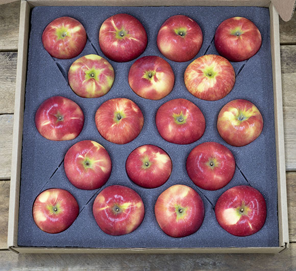 Honeycrisp apple gift box from King Orchards 1 layer of 18 Honeycrisp apples
