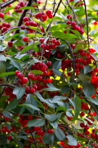 Montmorency tart cherries on the tree