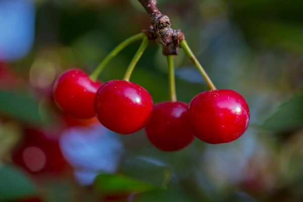 32 oz. Montmorency Tart Cherry Concentrate - Image 3