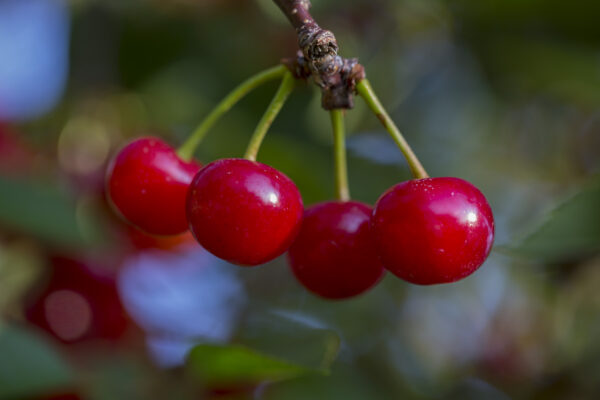 1 oz. Single Serving Packets Montmorency Tart Cherry Concentrate - Image 2