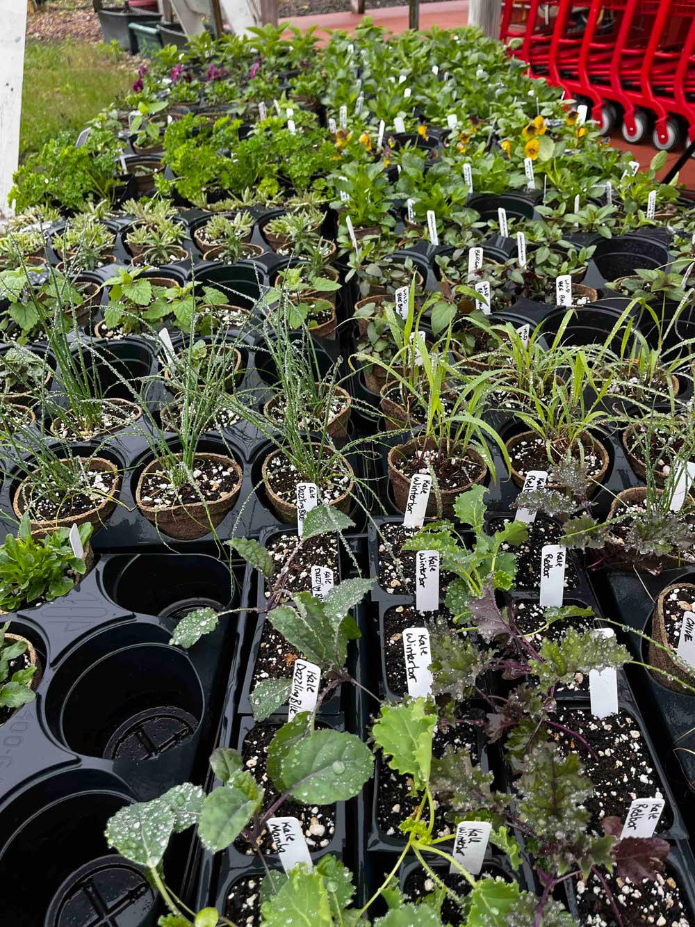 King Orchards plant sale tables filled with tomato, pepper, and herb starts on Memorial Weekend