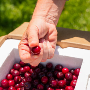 Balaton Tart Cherries in 4lb box in cherry orchard